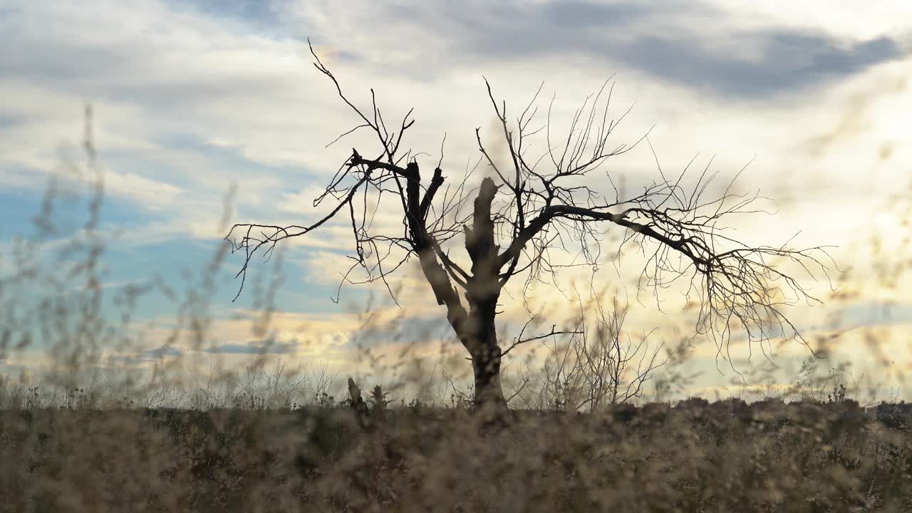 在干燥的田地里有一棵干枯的老树视频下载