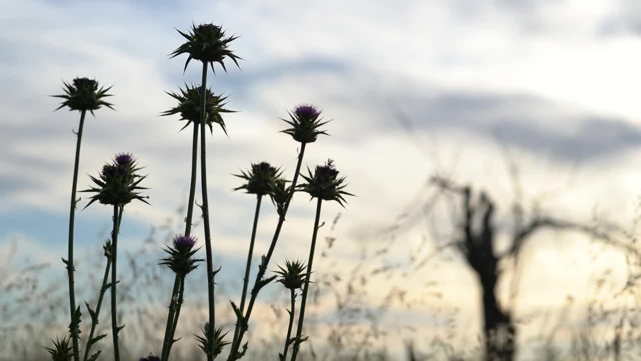 一组背光的蓟花视频下载