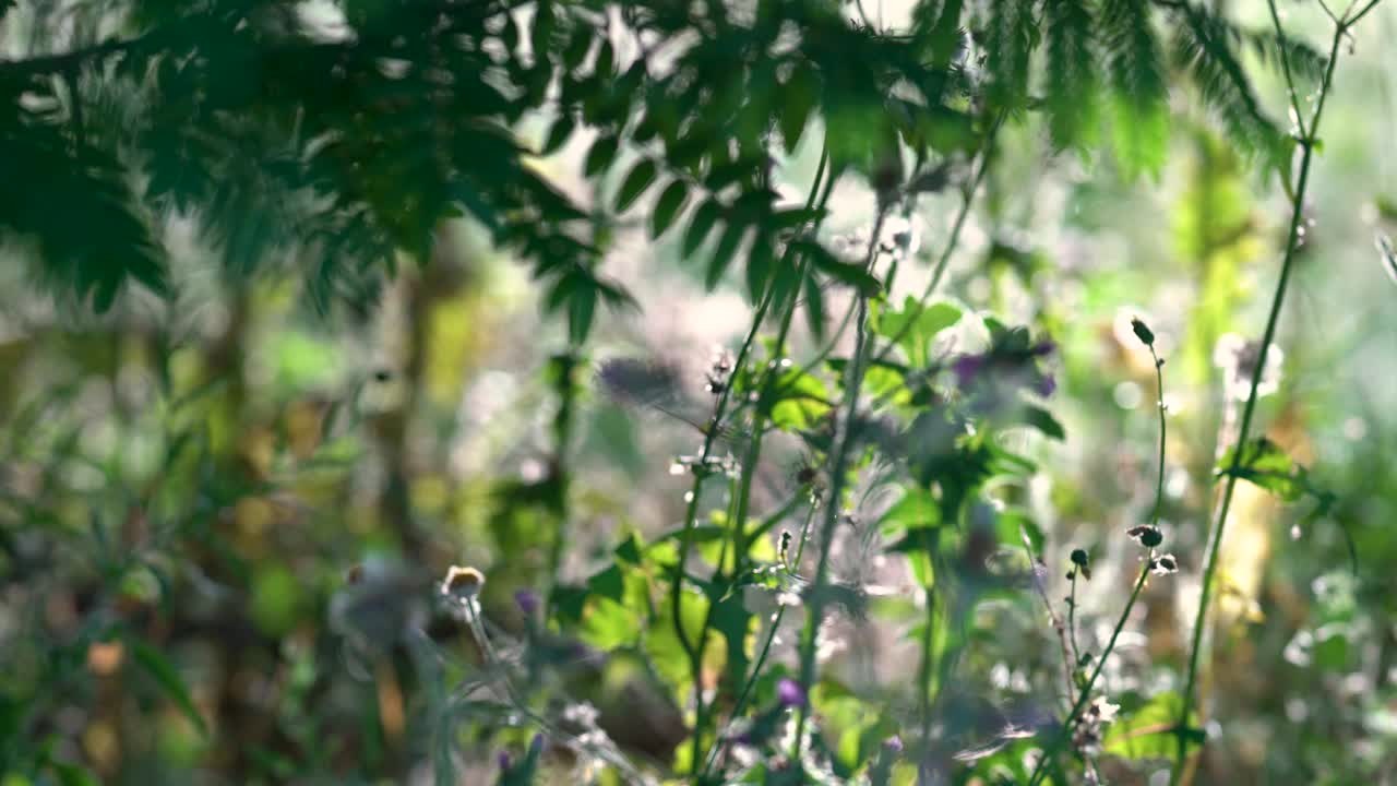 被阳光照亮的绿色树枝和灌木视频素材