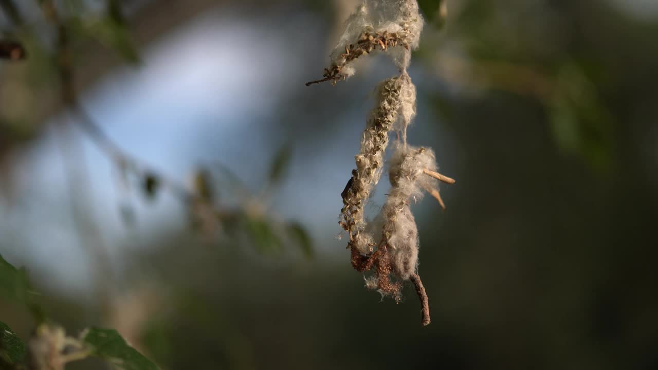 树枝上花粉的细节视频下载