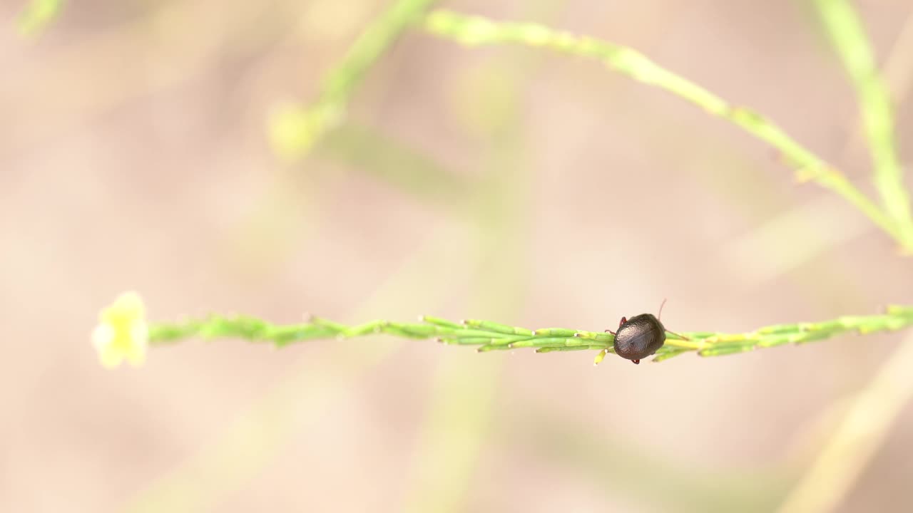 一只甲虫站在绿色的花枝上视频下载