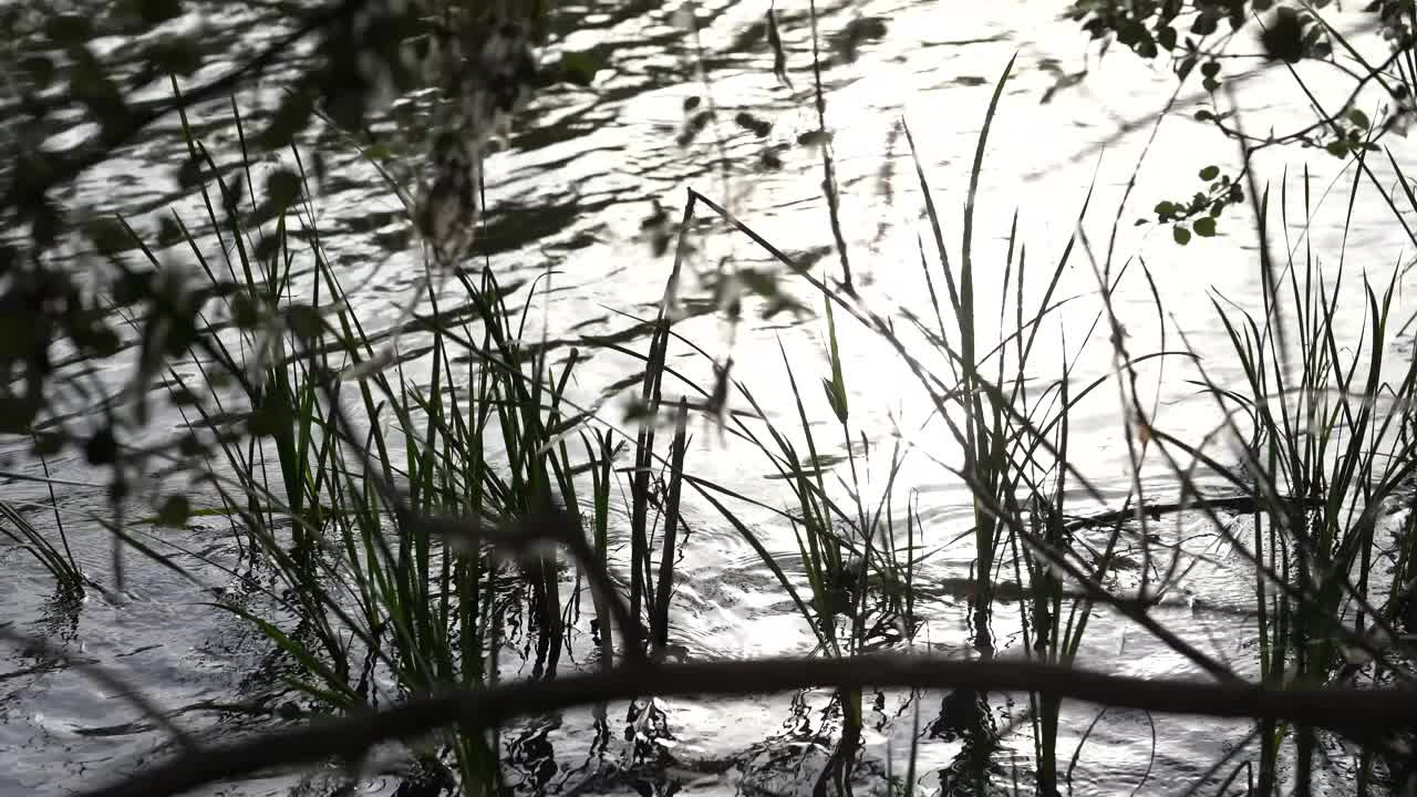 河岸上残留的芦苇、树枝和芦苇视频下载