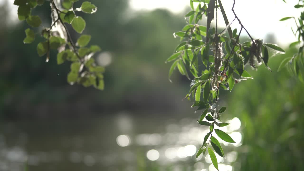 树枝落下，背景是河流的流动视频素材