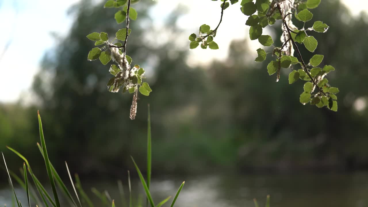 一些树枝掉落的细节，背景是河流的流动视频素材