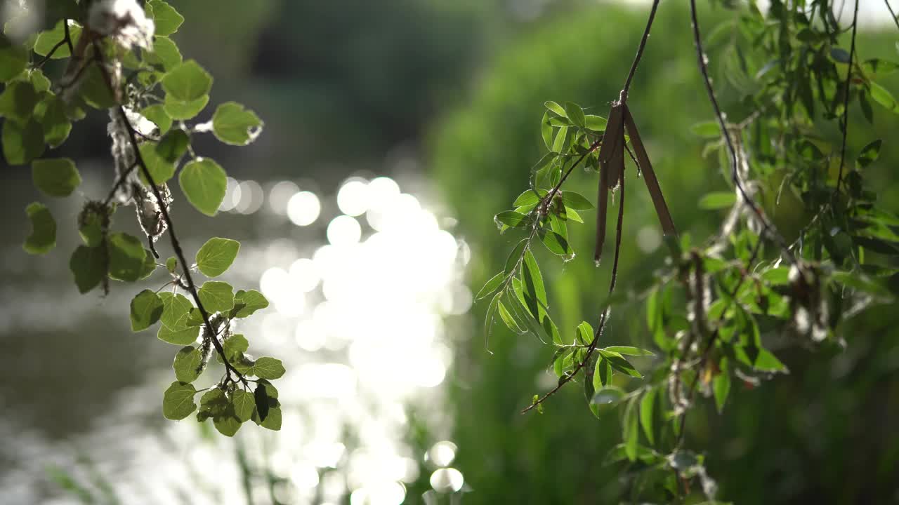 一些树枝掉落的细节，背景是河流的流动视频素材