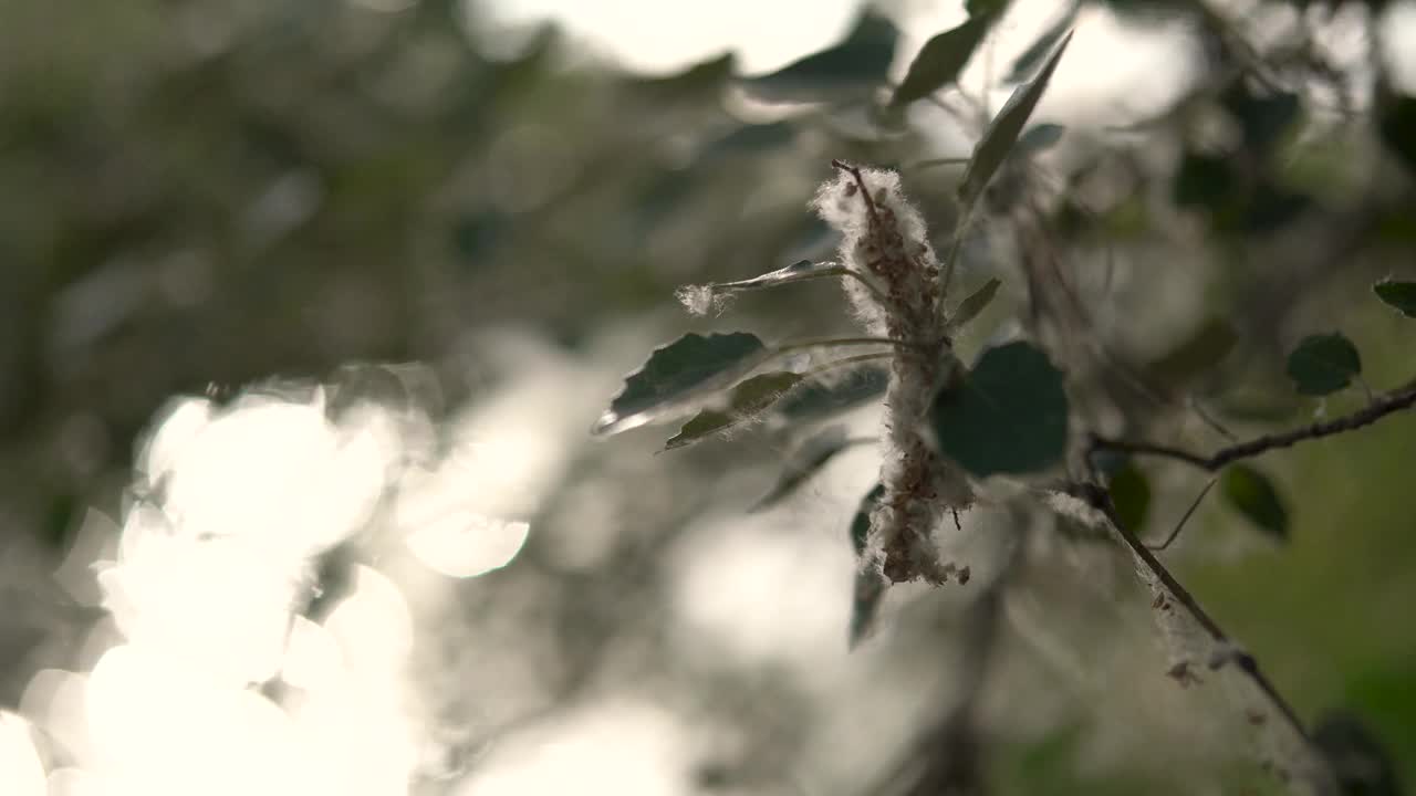 满是花粉的树枝视频素材