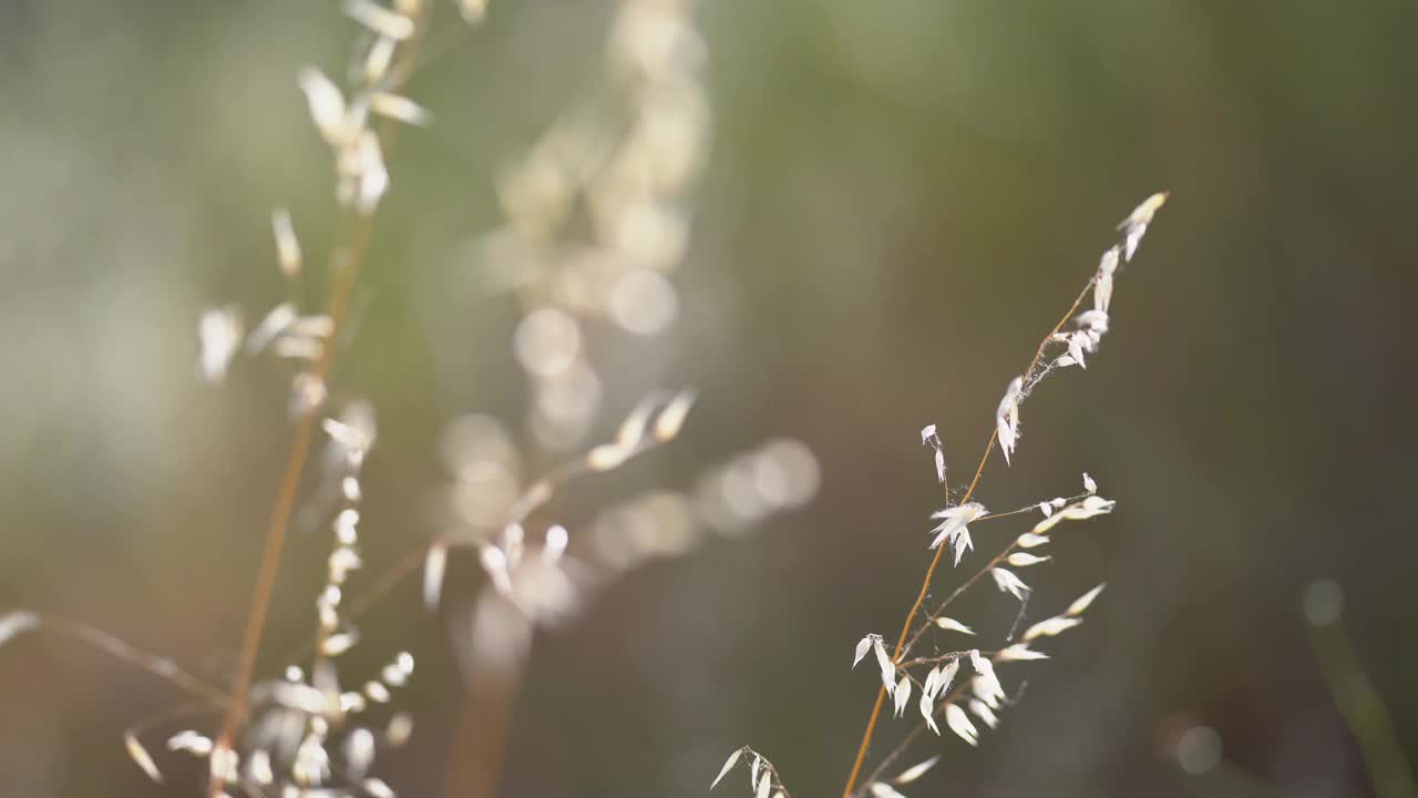 野生小麦芽的细节视频下载