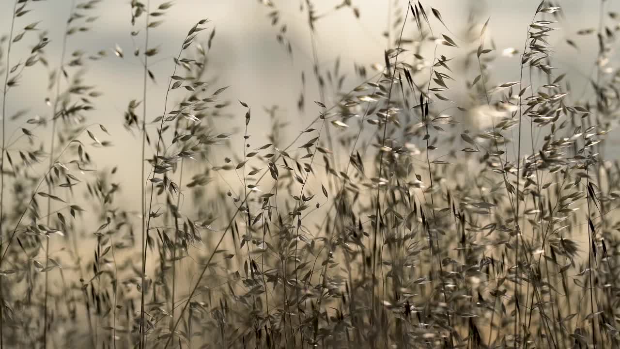 野外背光下的野小麦芽视频下载