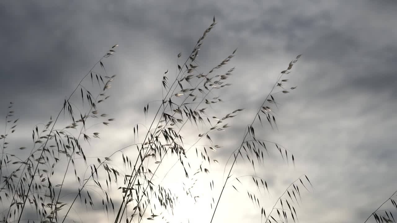 野外背光下的野小麦芽视频素材