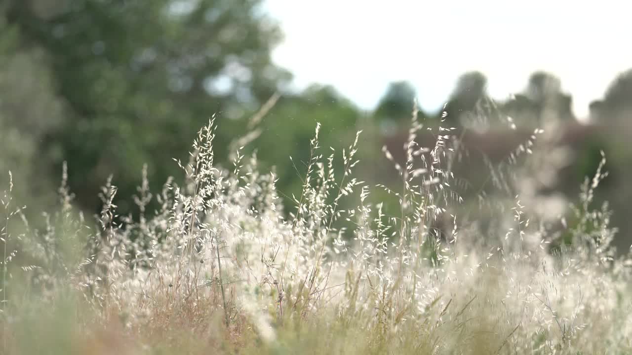 被风吹动的野小麦芽视频下载