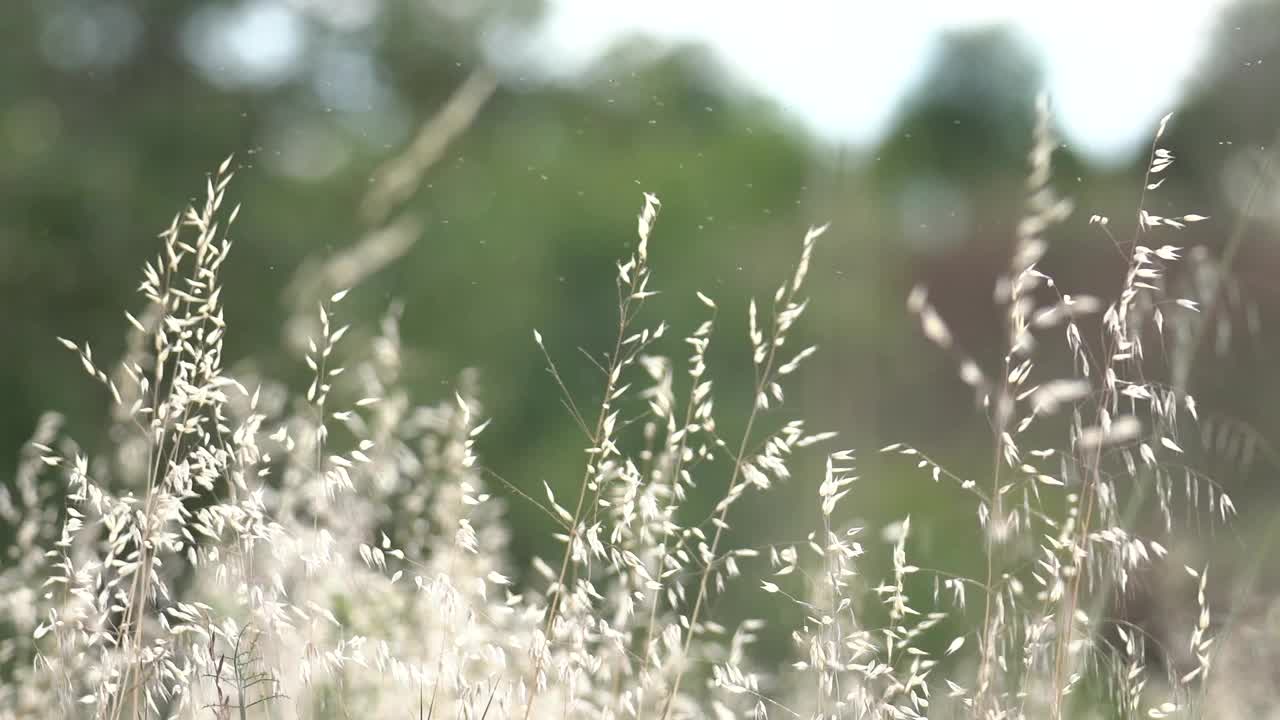 被风吹动的野小麦芽视频下载