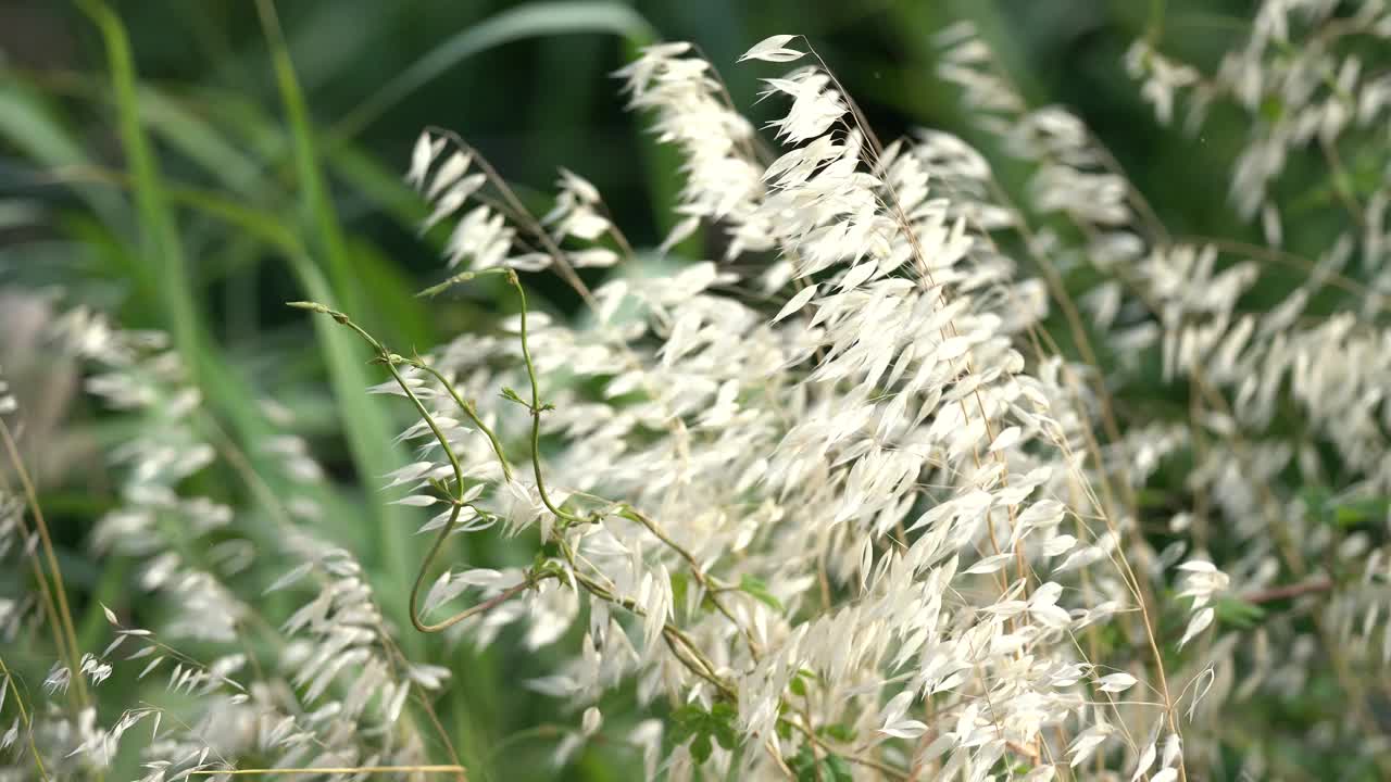 野生小麦的芽被风吹动在绿色的芦苇中视频下载