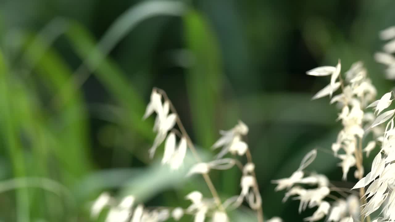 风在绿芦苇中摇曳的野生小麦芽的细节视频素材