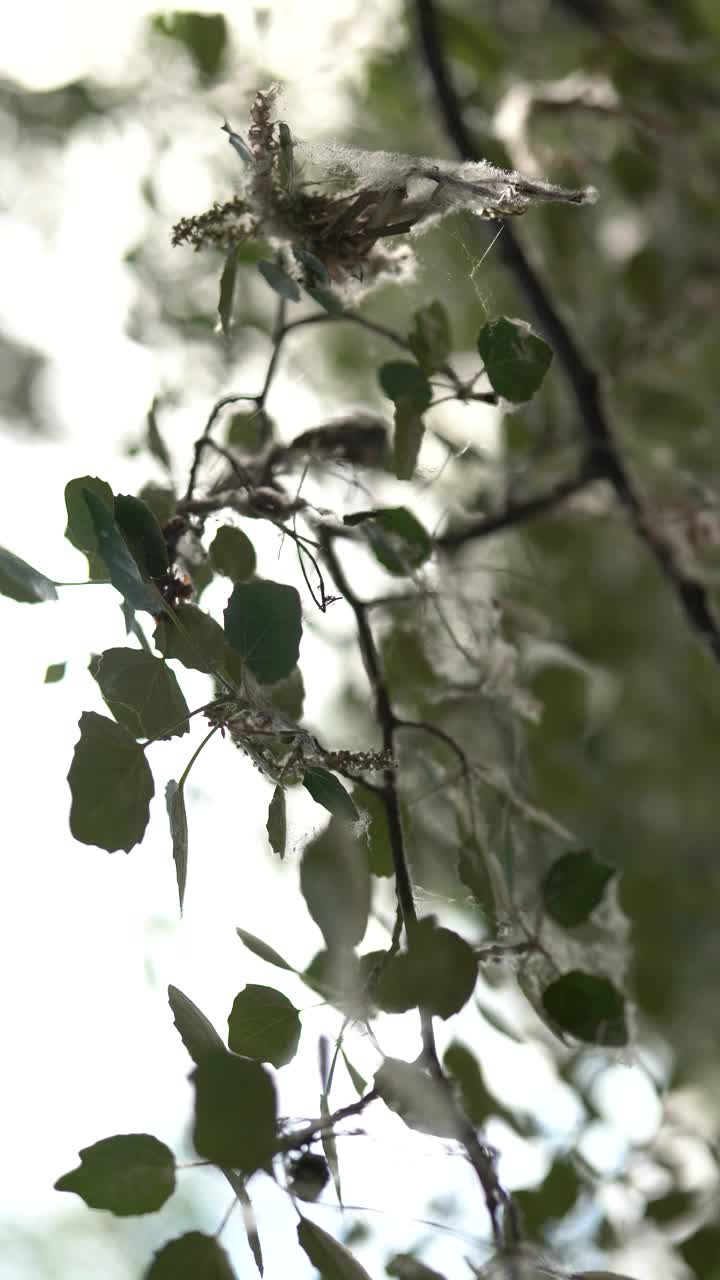 垂直视频的树枝充满花粉视频下载