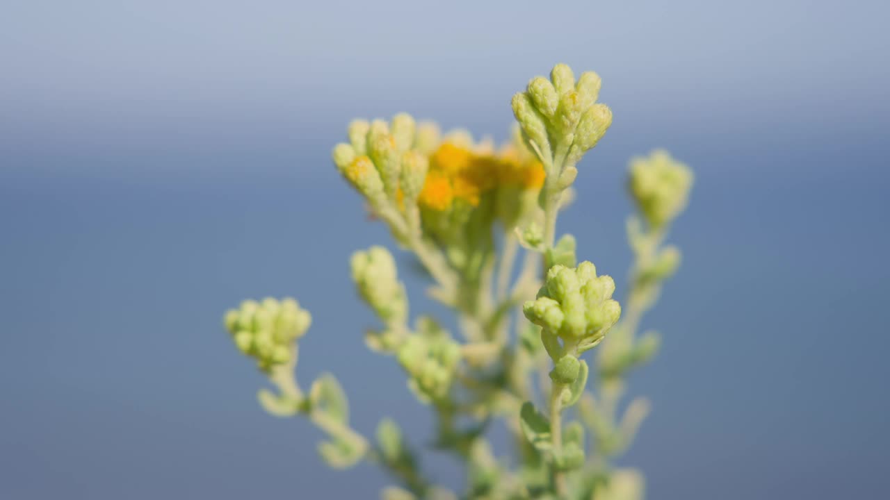 美丽的蜜蜂栖息在鲜艳的黄色花朵上，背景是晴朗的蓝天视频素材