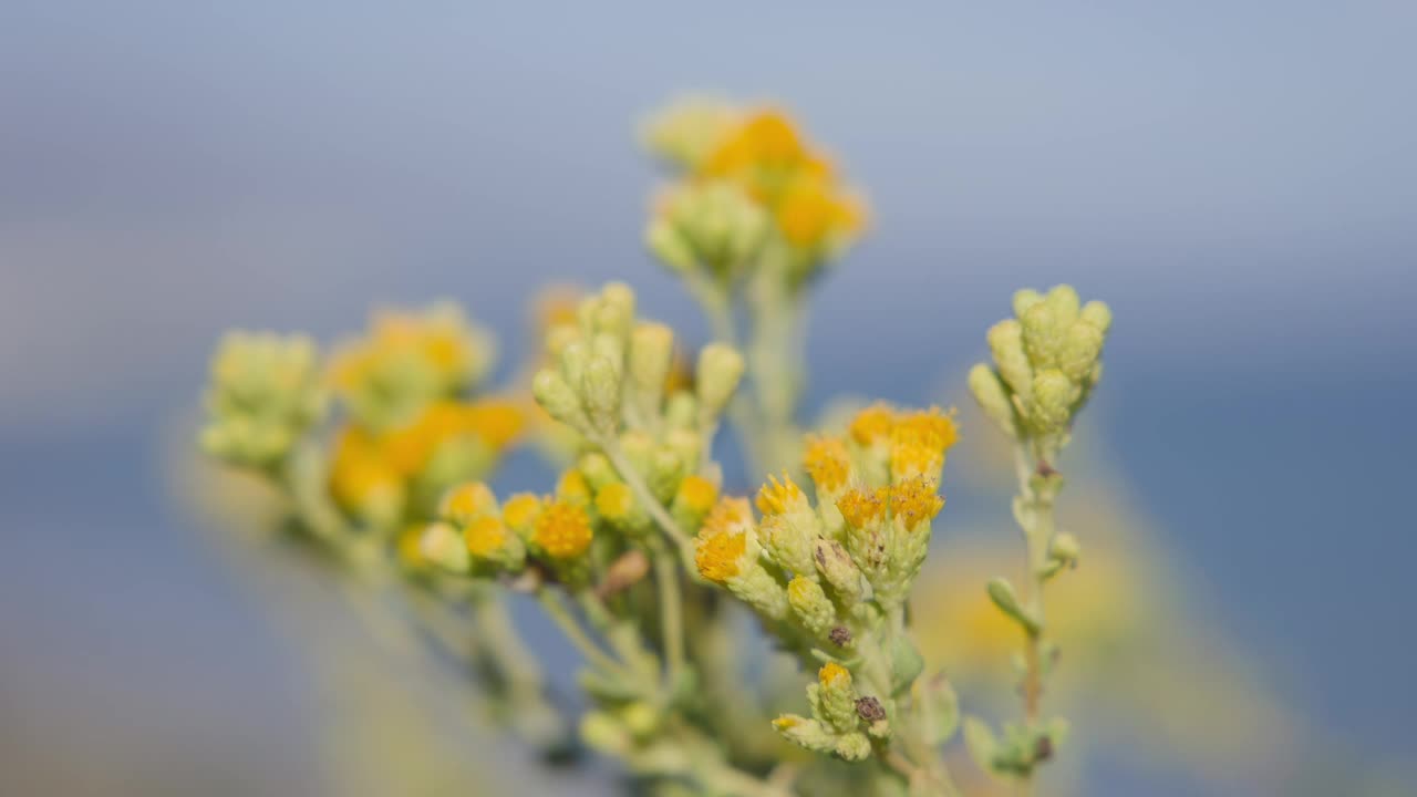 美丽的蜜蜂栖息在鲜艳的黄色花朵上，背景是晴朗的蓝天视频素材