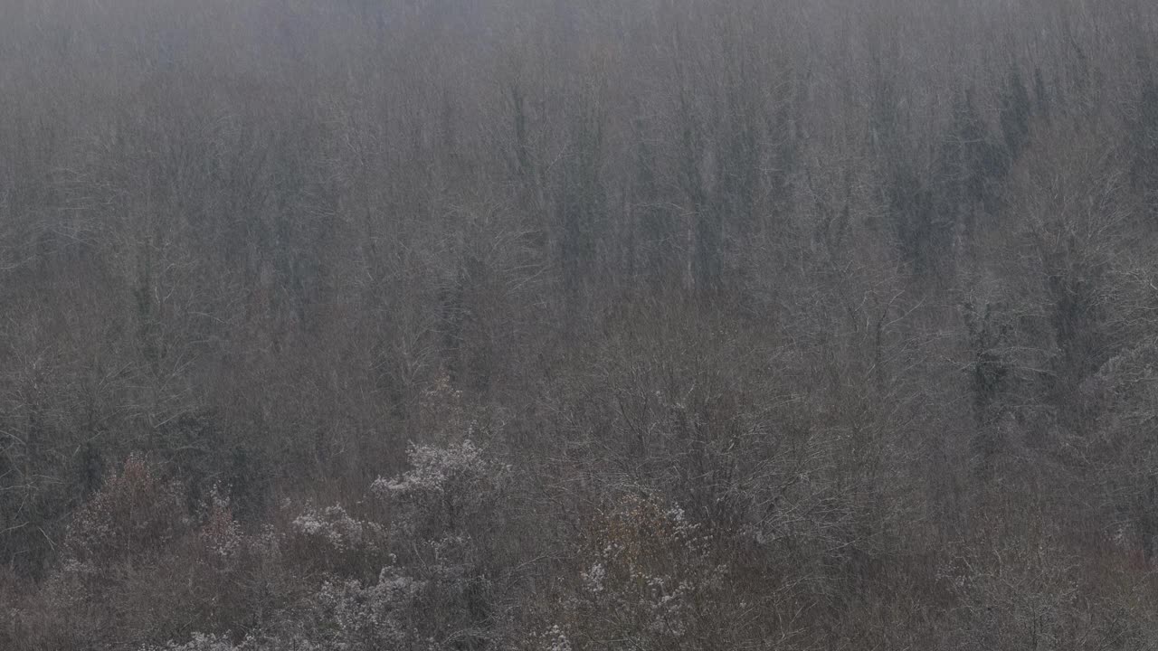 森林里的暴风雪。冬天的森林景观与飘落的雪。落在光秃秃的树林里的雪视频下载