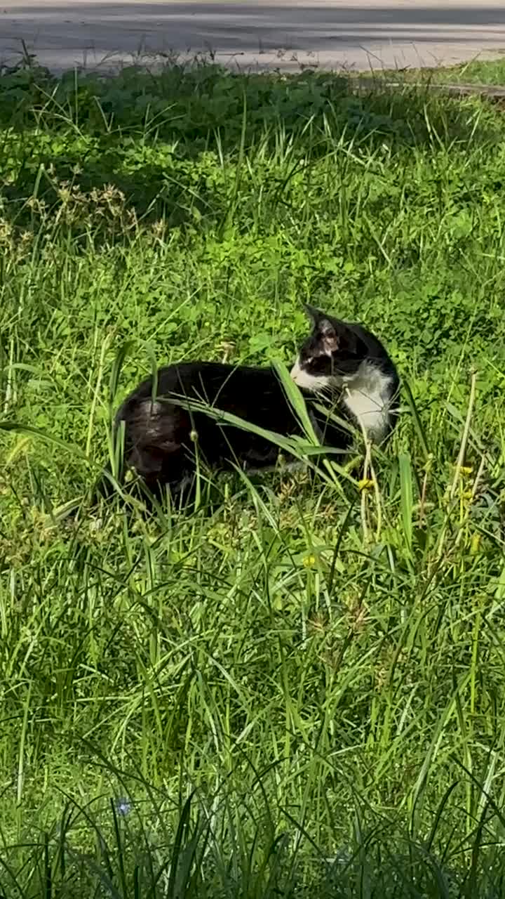 一只吃绿色植物的可爱的猫。视频下载