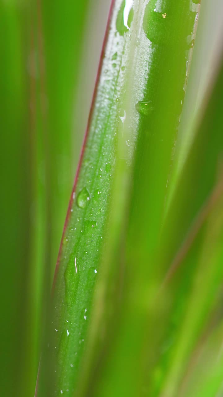 水滴从充满活力的绿叶上流下的特写，自然水分或环境和清洁的概念视频下载