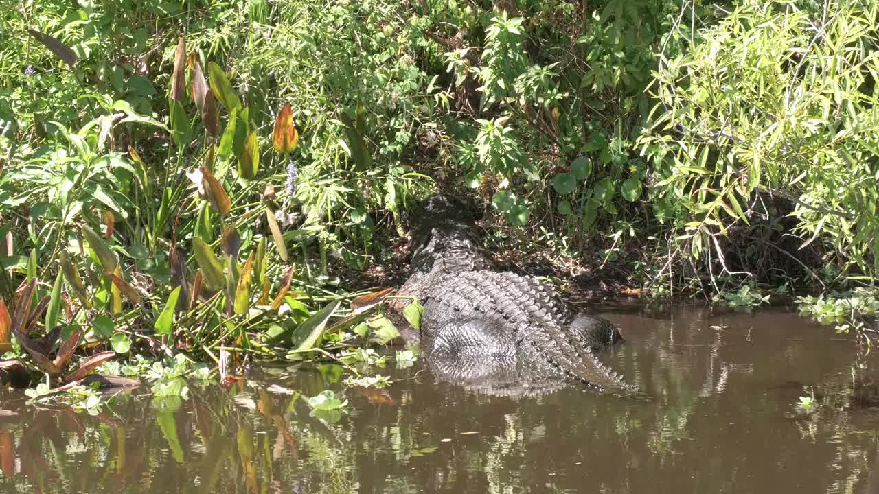 大型美洲鳄在湖中吃乌龟。视频下载