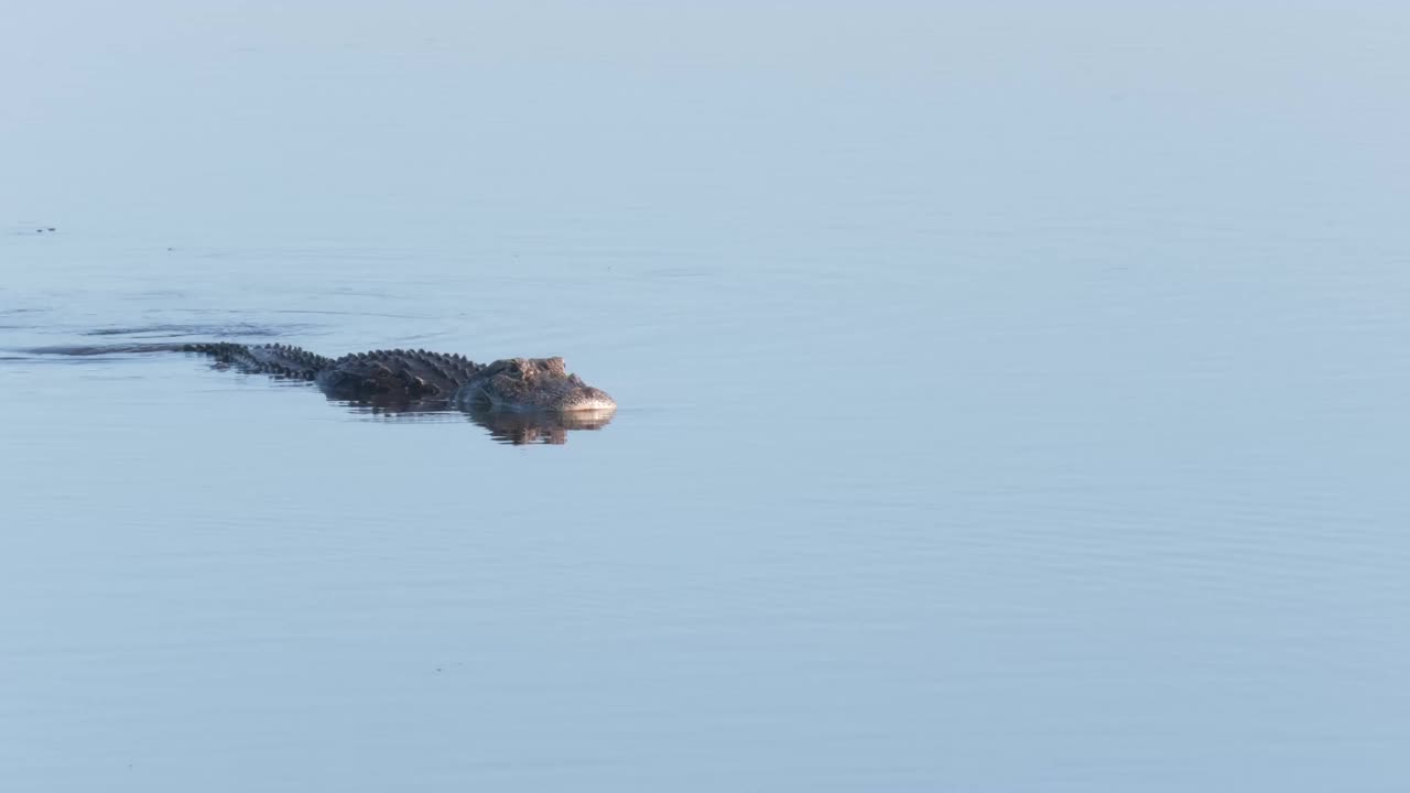 大型美洲鳄在佛罗里达湖游泳视频素材