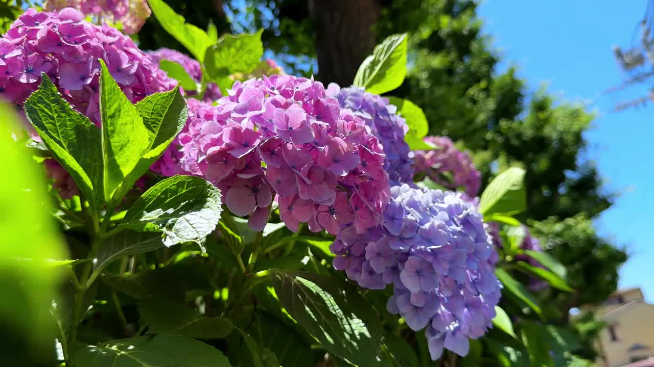 鲜艳的绣球花在明亮的夏日阳光下绽放，枝叶郁郁葱葱视频素材