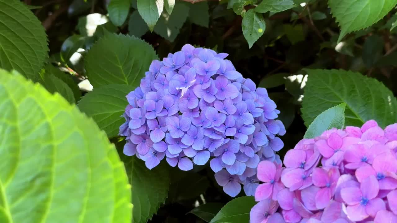 在一个阳光明媚的日子里，紫色和粉红色的绣球花盛开，周围是郁郁葱葱的绿叶视频素材