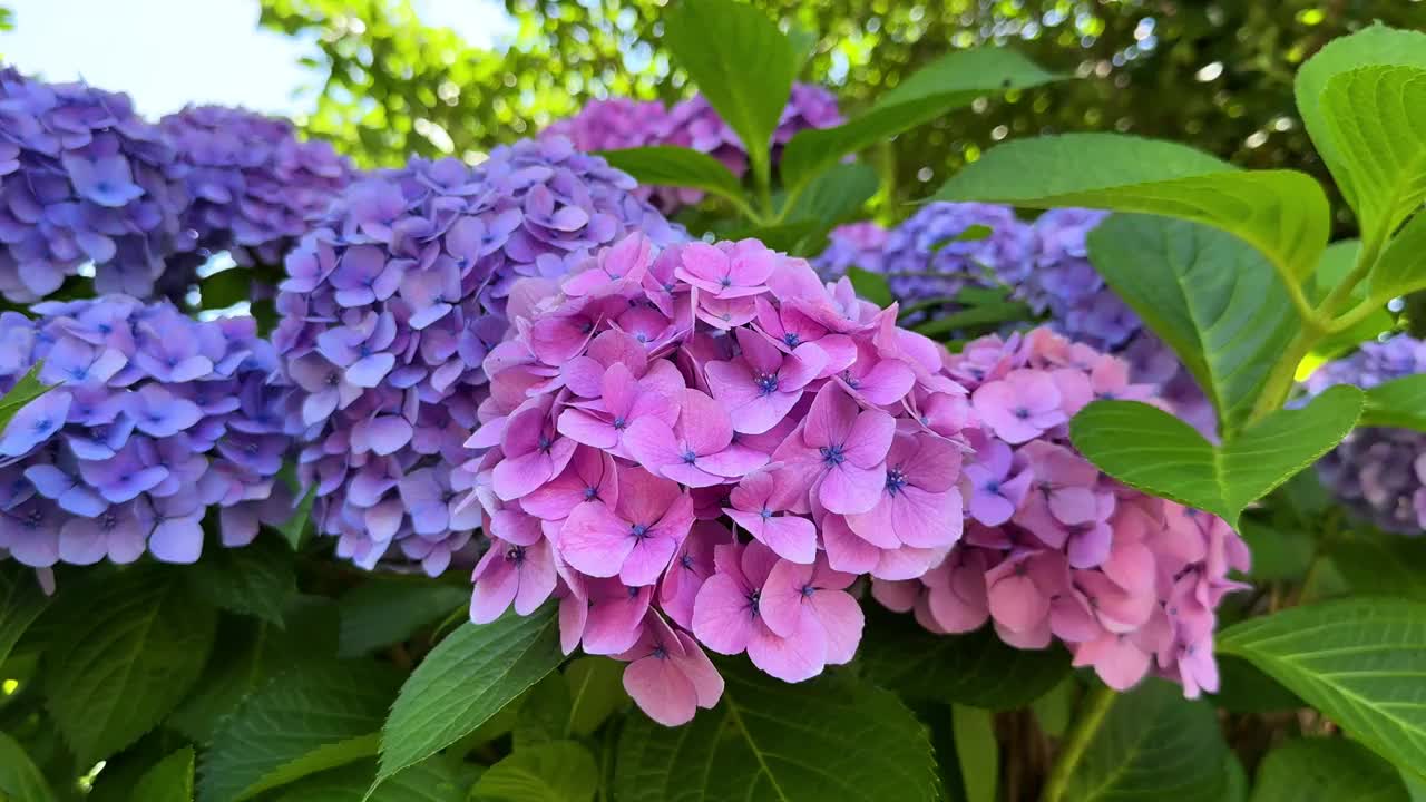 鲜艳的粉红色和紫色绣球花在一个郁郁葱葱的花园盛开的特写视频素材