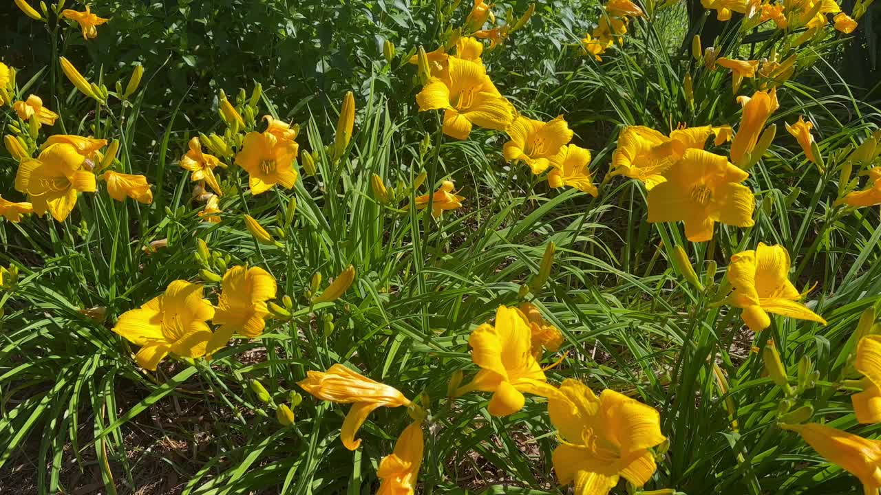 百合花在风中飞舞视频素材