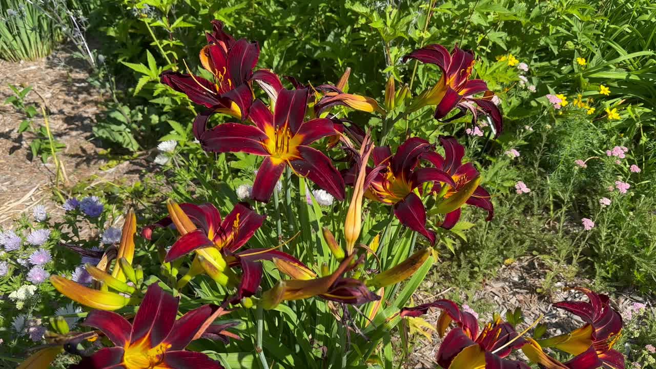 百合花在风中飞舞视频素材