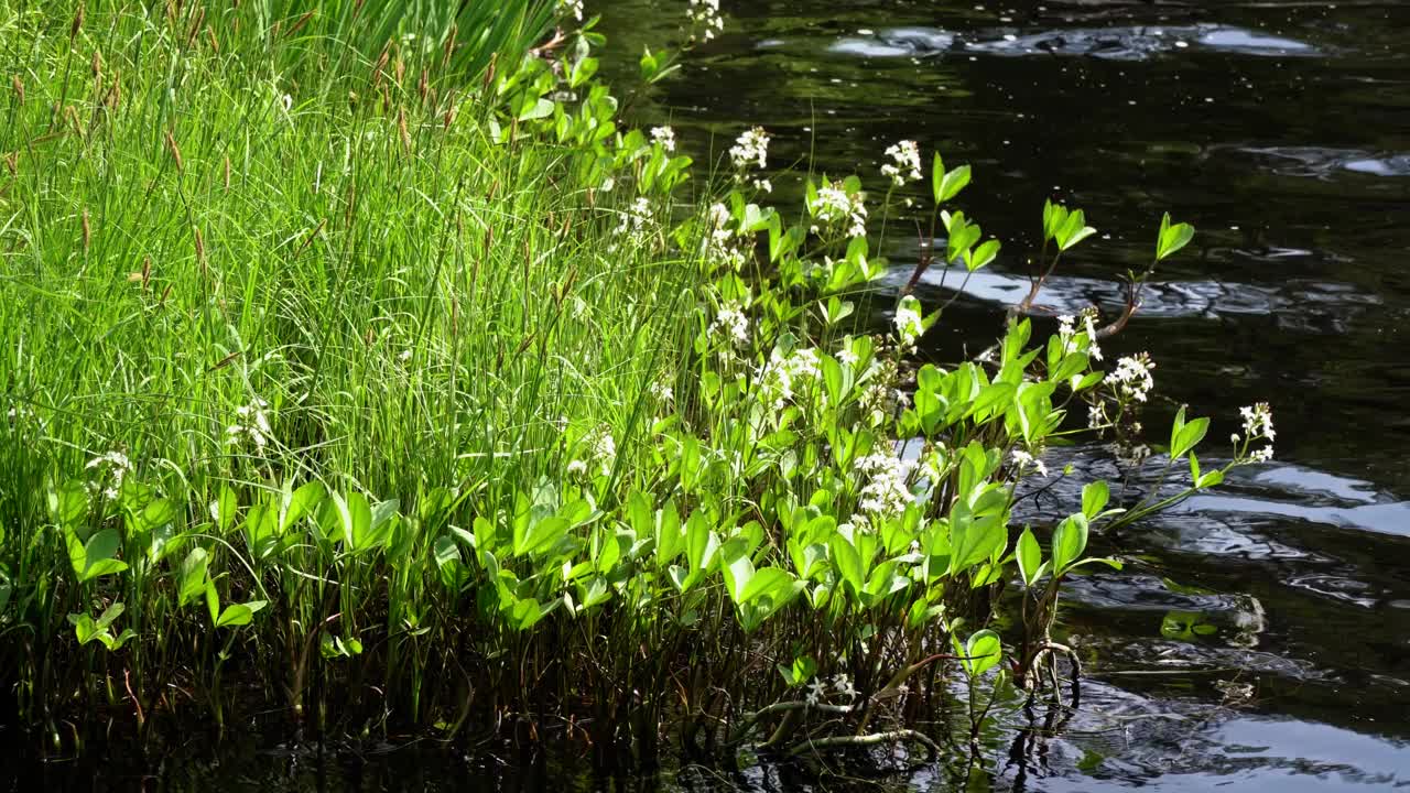 沿河生长的野生绿色植被视频素材