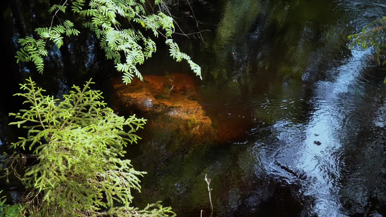 宁静的森林河与淹没的岩石和绿色的树叶视频素材