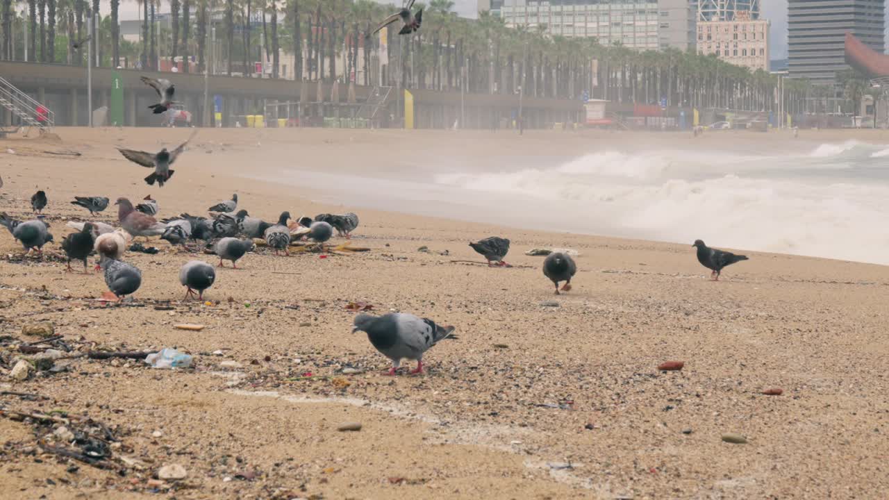 沙滩上的鸟群视频素材