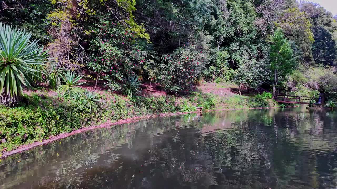 大湖，大湖在古森林的布萨科国家森林，在卢索，阿威罗在葡萄牙视频素材