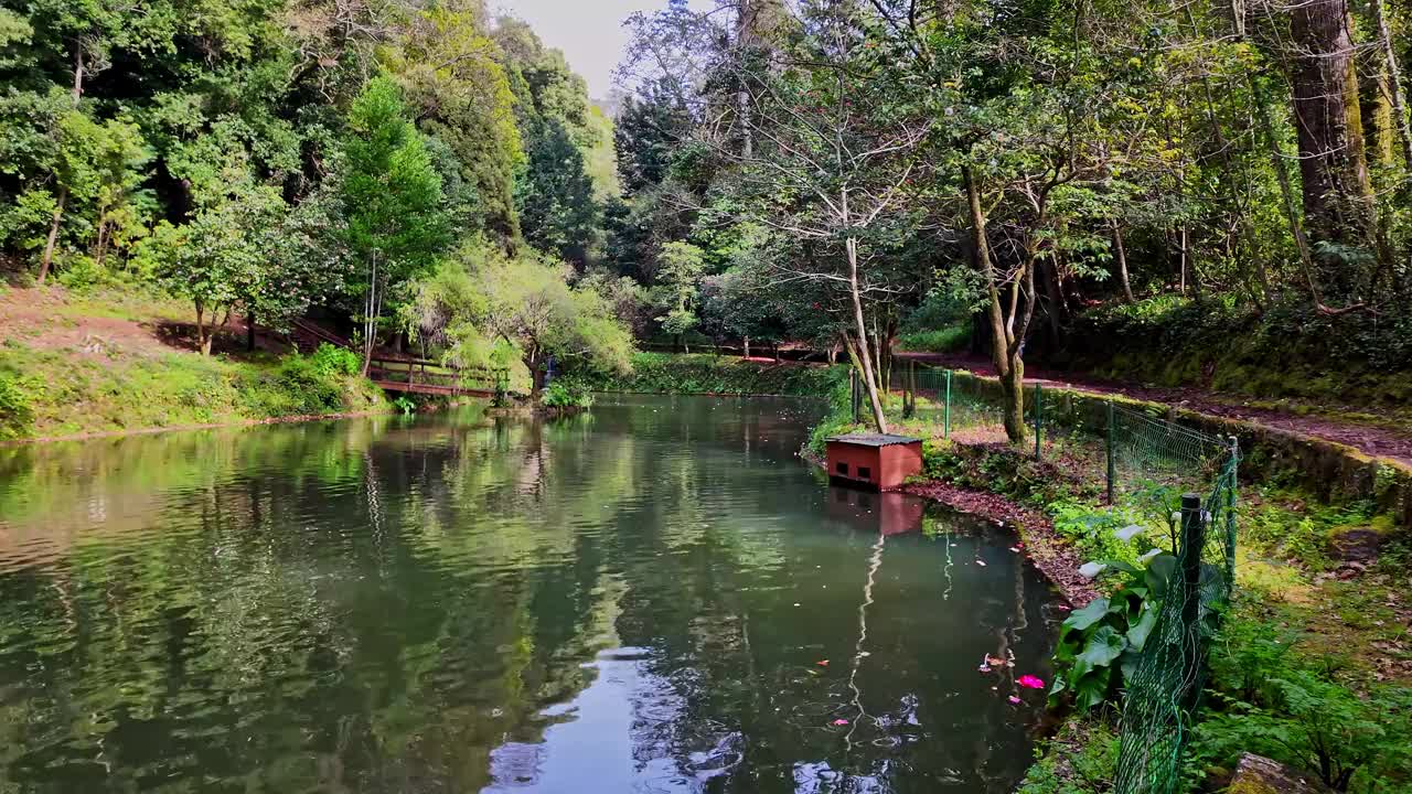 大湖，大湖在古森林的布萨科国家森林，在卢索，阿威罗在葡萄牙视频素材