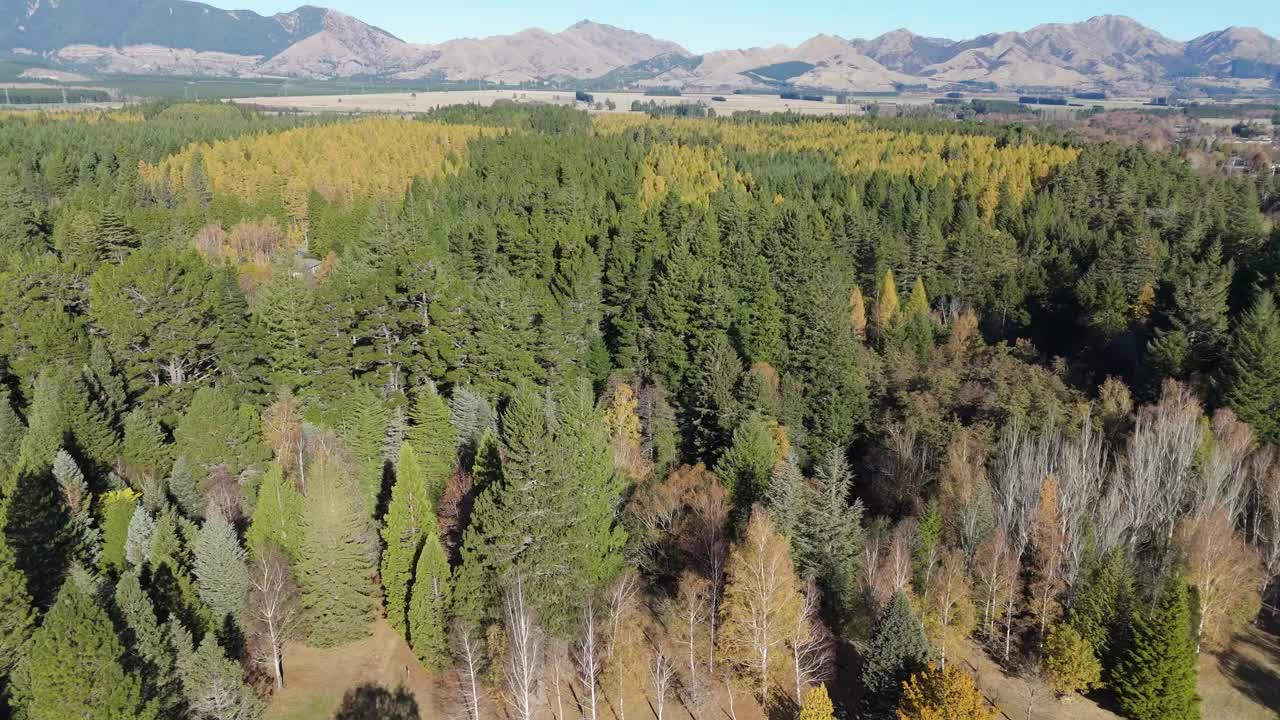 山谷里的野生混交林衬着巨大的古老山脉视频素材