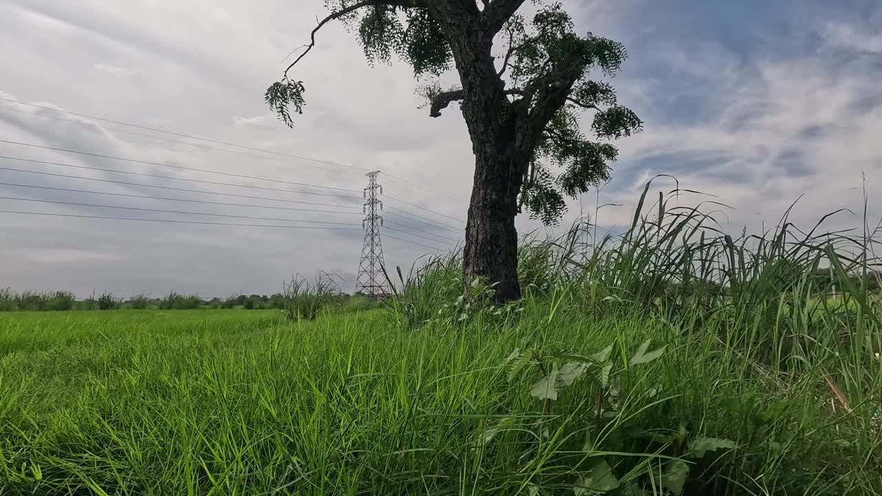 一辆汽车正从低角度穿过绿色稻田中长满杂草的小山。视频下载