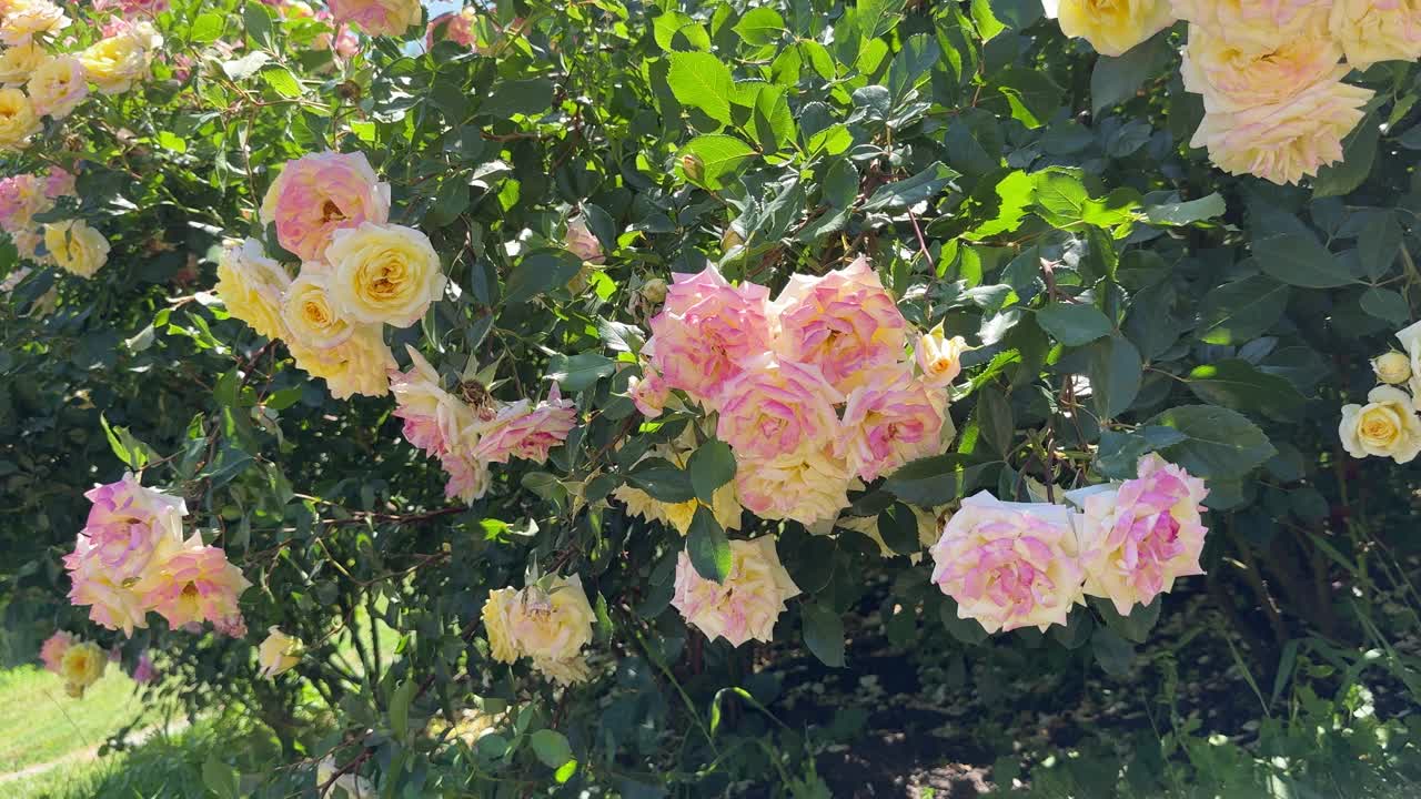 华丽的玫瑰花丛，粉红色的黄色花朵。视频素材