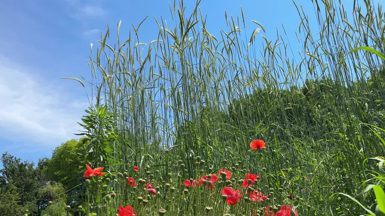 麦田里开着玉米罂粟花，视频下载