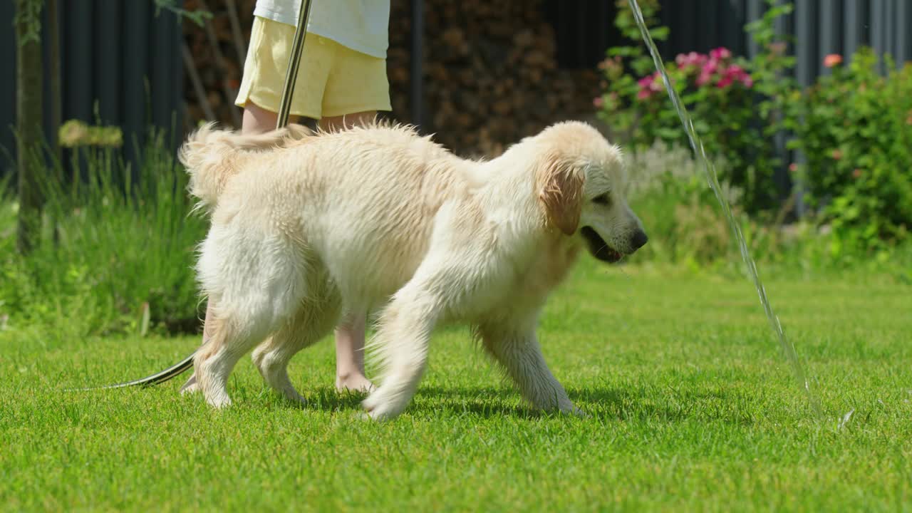 一个孩子在草坪上和一只狗玩耍，狗正在用花园的水管喝水。视频下载