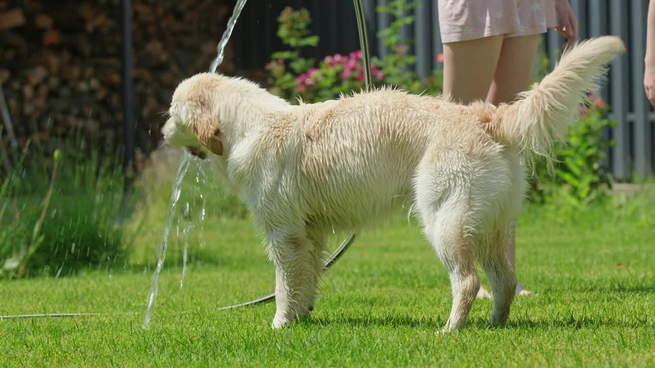 一个孩子在草坪上和一只狗玩耍，狗正在用花园的水管喝水。视频下载