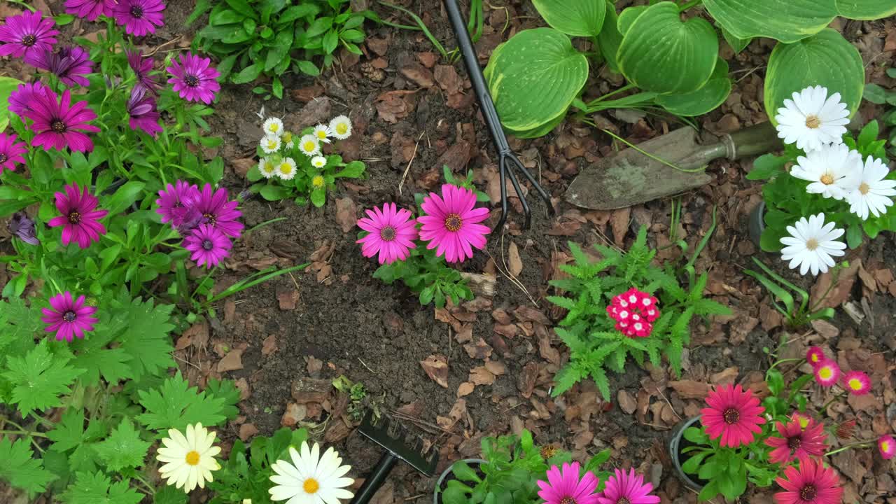 在户外花坛种植及浇水骨精春花。春园艺视频素材