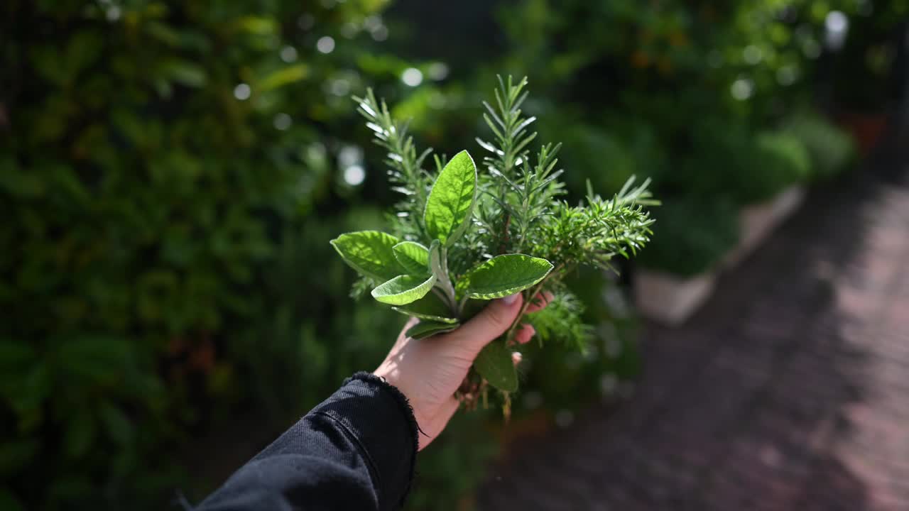 迷迭香和鼠尾草。视频下载