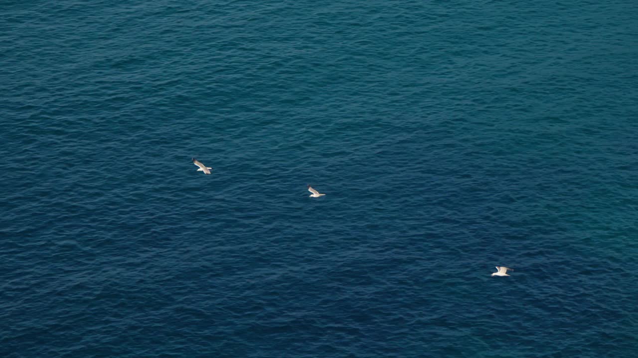 一群鸟飞过海洋视频素材