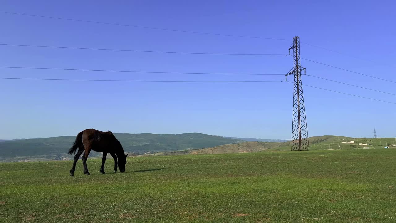 全身黑马在山野上吃青草视频素材