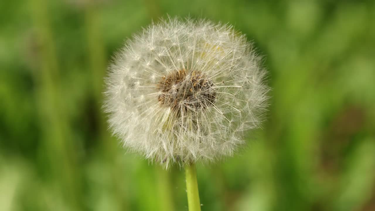 蒲公英在自然环境中的特写，展示了它的美丽和宁静视频素材