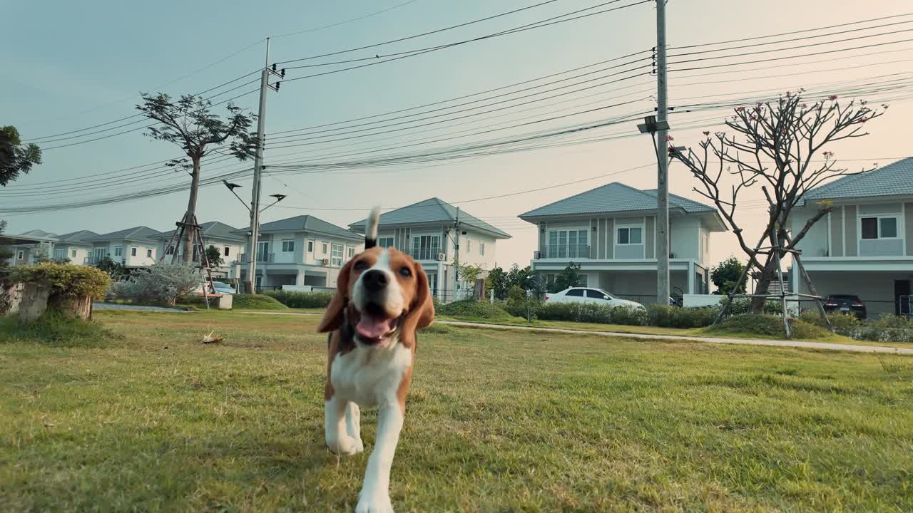 比格犬在操场的草地上跑向照相机。慢动作视频。长耳朵扇动，在空中飞翔，狗冲过来，直视镜头视频素材