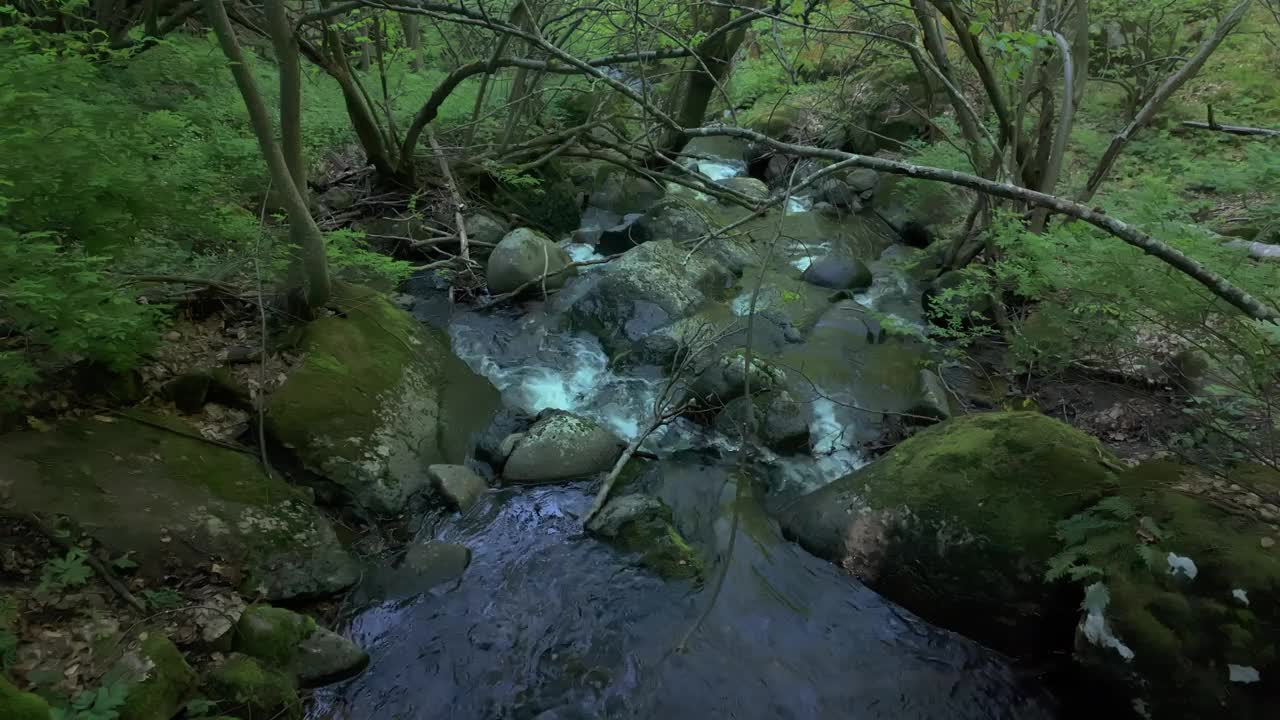 河流流经一片郁郁葱葱的绿色森林。长满青苔的巨石和充满活力的阳光丰富了美丽的景色。保加利亚索非亚附近Vitosha山的Vkadaya河的慢镜头。视频素材