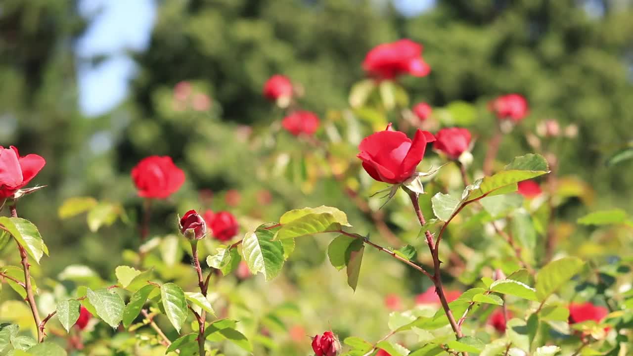 绿树叶衬托着红玫瑰的花朵视频素材