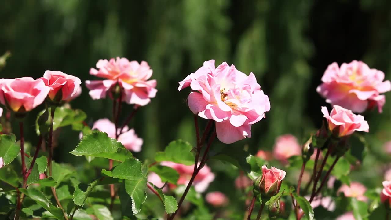 绽放的粉红玫瑰，花朵特写视频素材